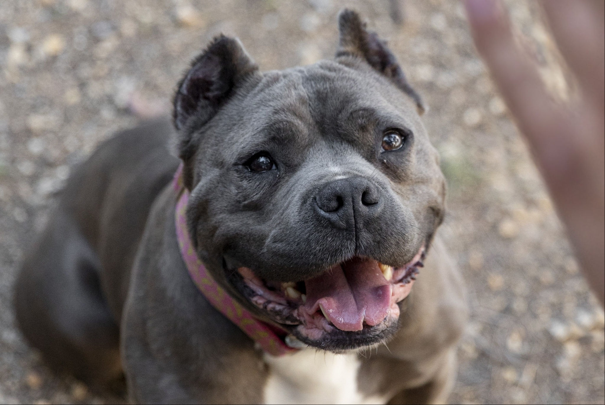 Itabira quer proibir criação de pitbulls, mas lei estadual que inspira o projeto segue sem regulamentação e fiscalização efetiva